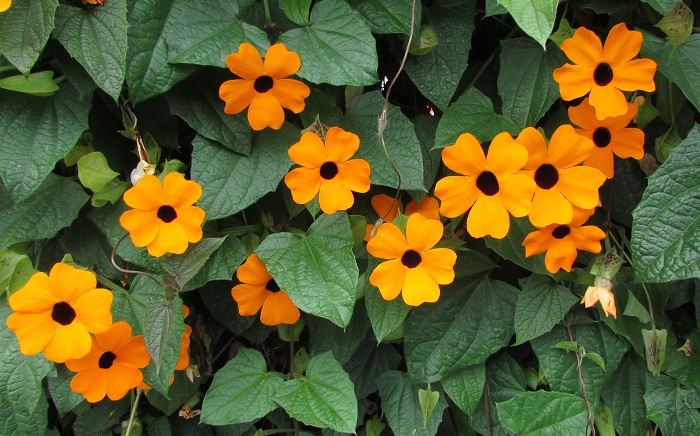 Thunbergia alata